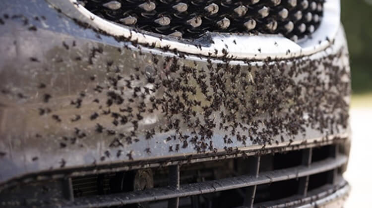 Serangga di Bodi Mobil